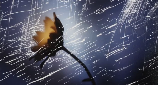 BEYOND SURVIVAL - hero flower